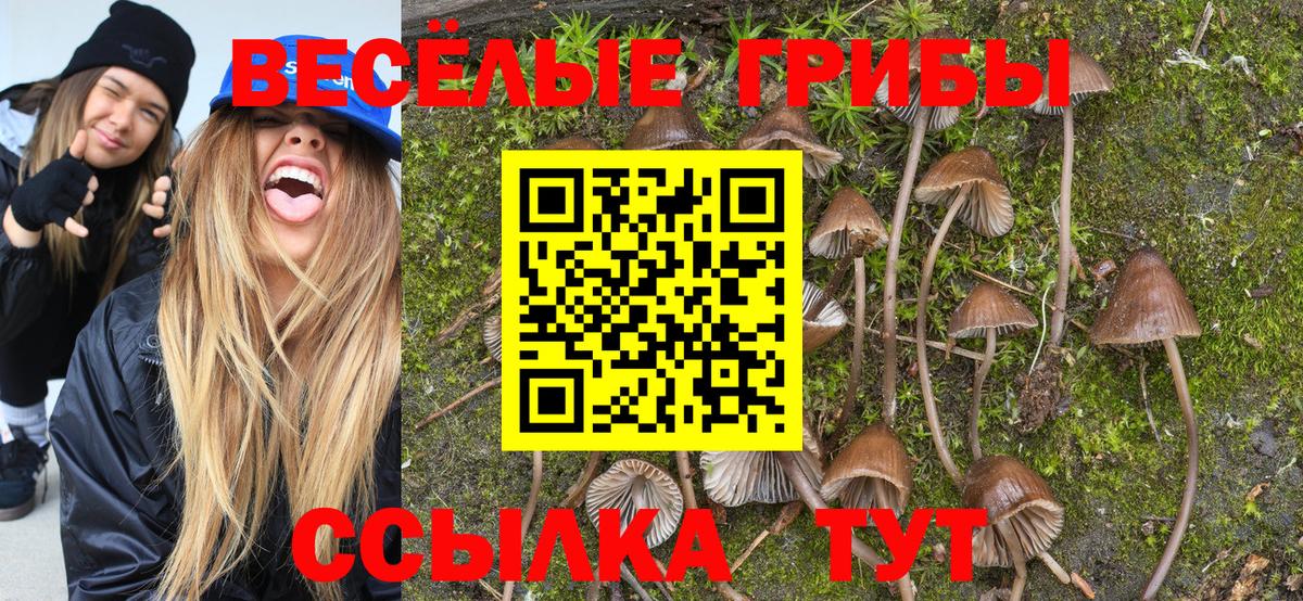 Карачаевск  Галлюциногенные грибы мухоморы  Галлюциногенные грибы Psilocybe  Вход с VPN 